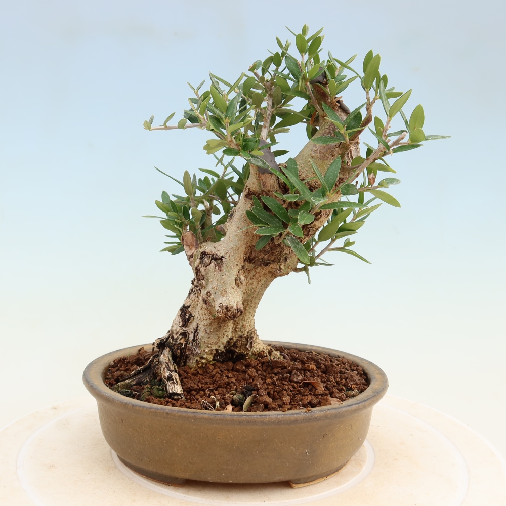 Pokojová bonsai - Olea europaea sylvestris -Oliva evropská drobnolistá