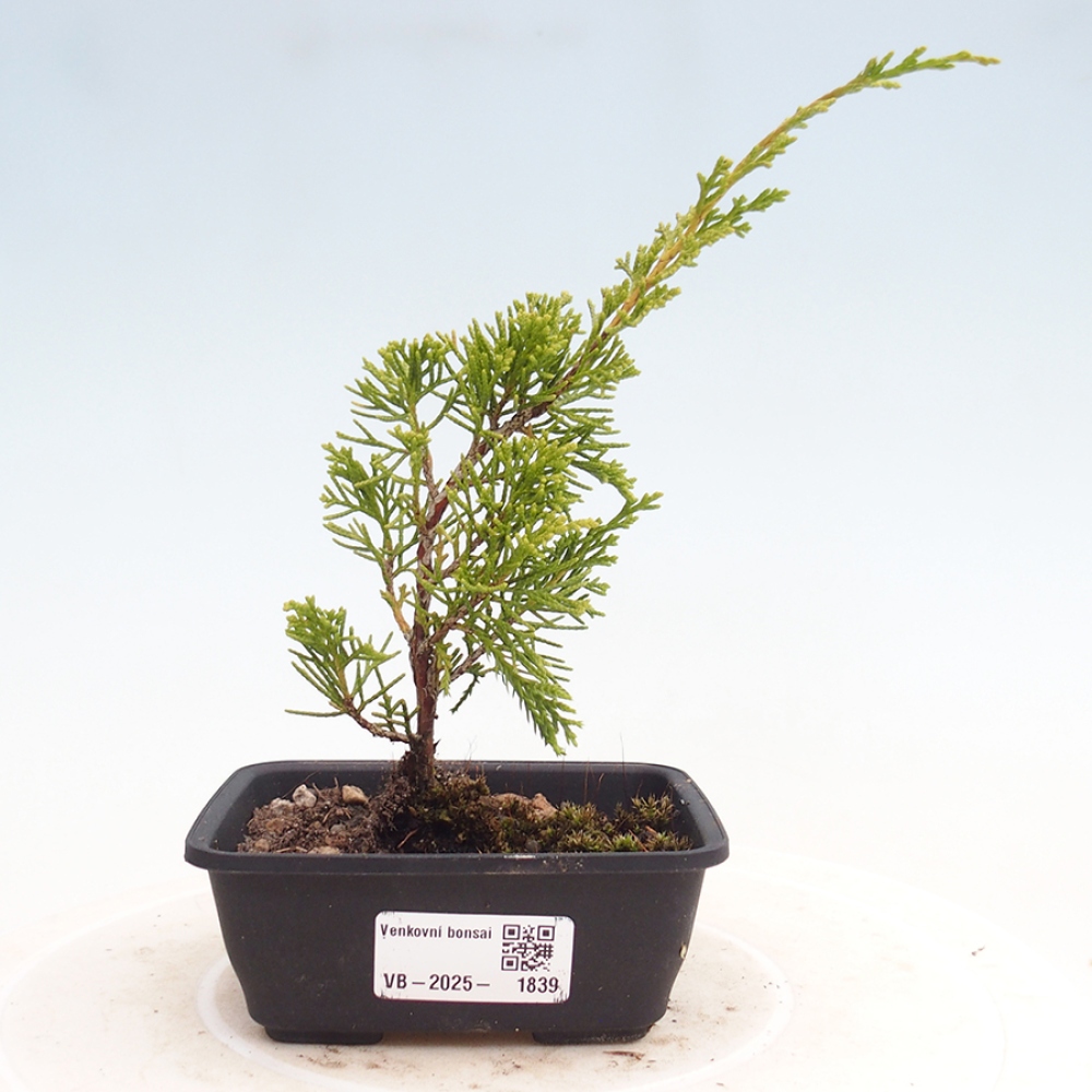 Venkovní bonsai - Juniperus chinensis Itoigawa -Jalovec čínský