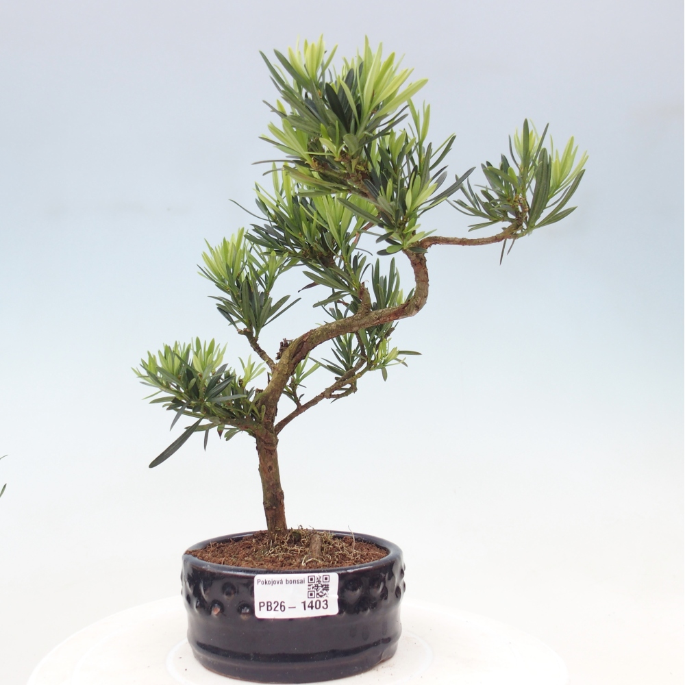 Pokojová bonsai - Podocarpus - Kamenný tis