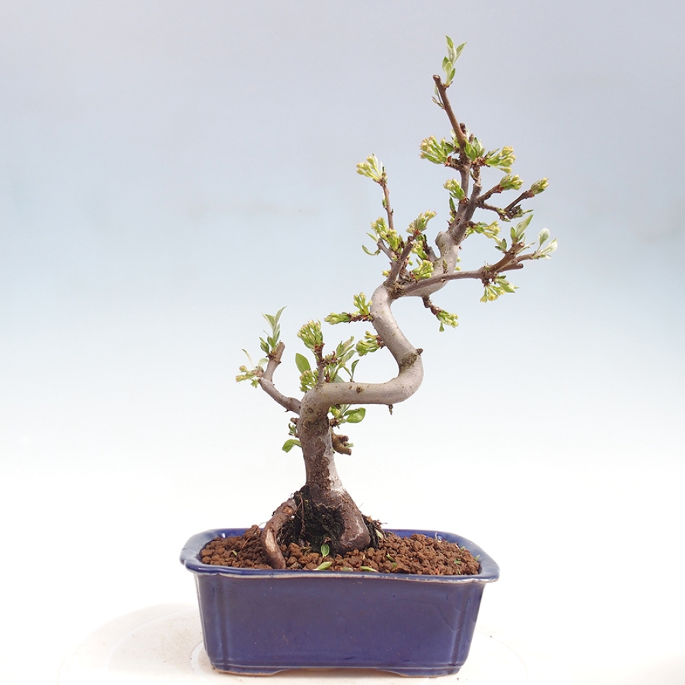 Venkovní bonsai - Malus sargentii -  Maloplodá jabloň