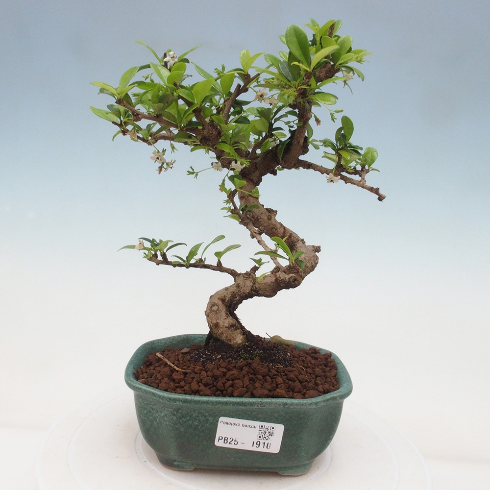 Pokojová bonsai - Carmona macrophylla - Čaj fuki