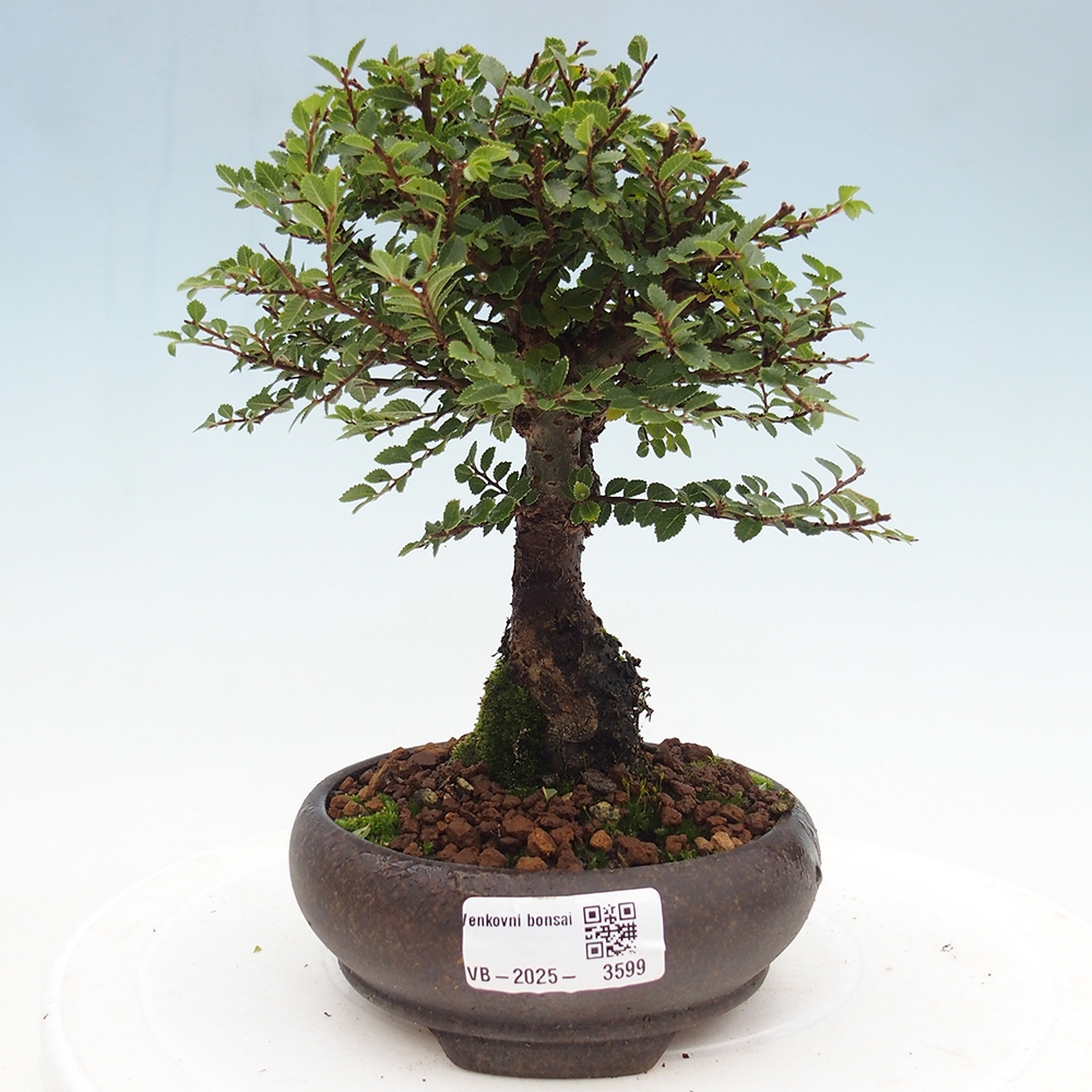 Venkovní bonsai - Ulmus parvifolia Hokkaido - jilm Čínský