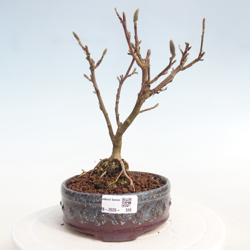 Venkovní bonsai - Magnolia stellata  -  Šácholán hvězdokvětý