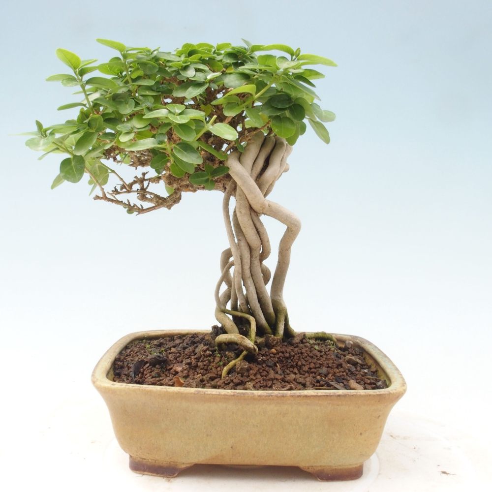 Pokojová bonsai - Premna serratifolia  - Kozlovoň malolistá