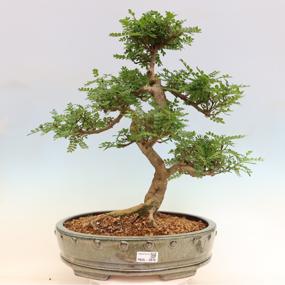 Pokojová bonsai - Zantoxylum piperitum - pepřovník
