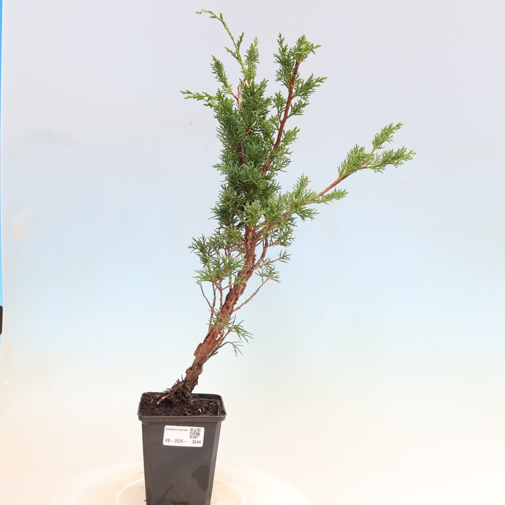 Venkovní bonsai - Juniperus chinensis Kishu -Jalovec čínský