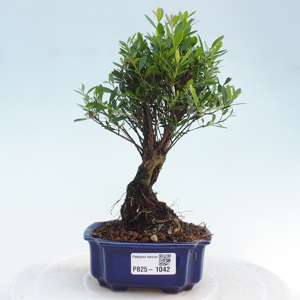 Pokojová bonsai - Syzygium - Pimentovník