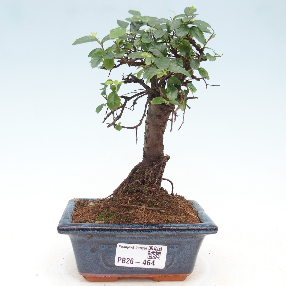 Pokojová bonsai - Ulmus parvifolia - Malolistý jilm