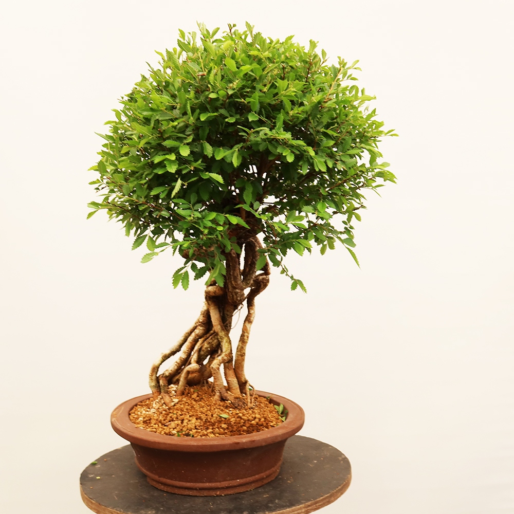 Venkovní bonsai - Zelkova - Zelkova NIRE
