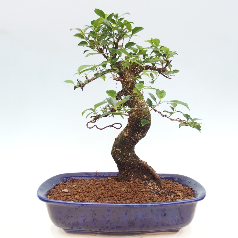 Pokojová bonsai - Ficus kimmen -  malolistý fíkus