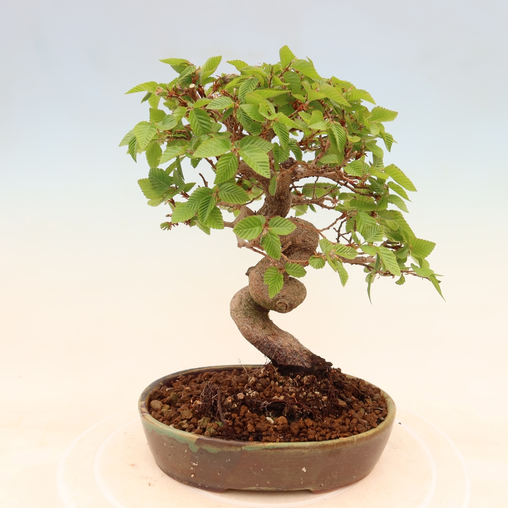 Venkovní bonsai -Carpinus coreana - Habr korejský