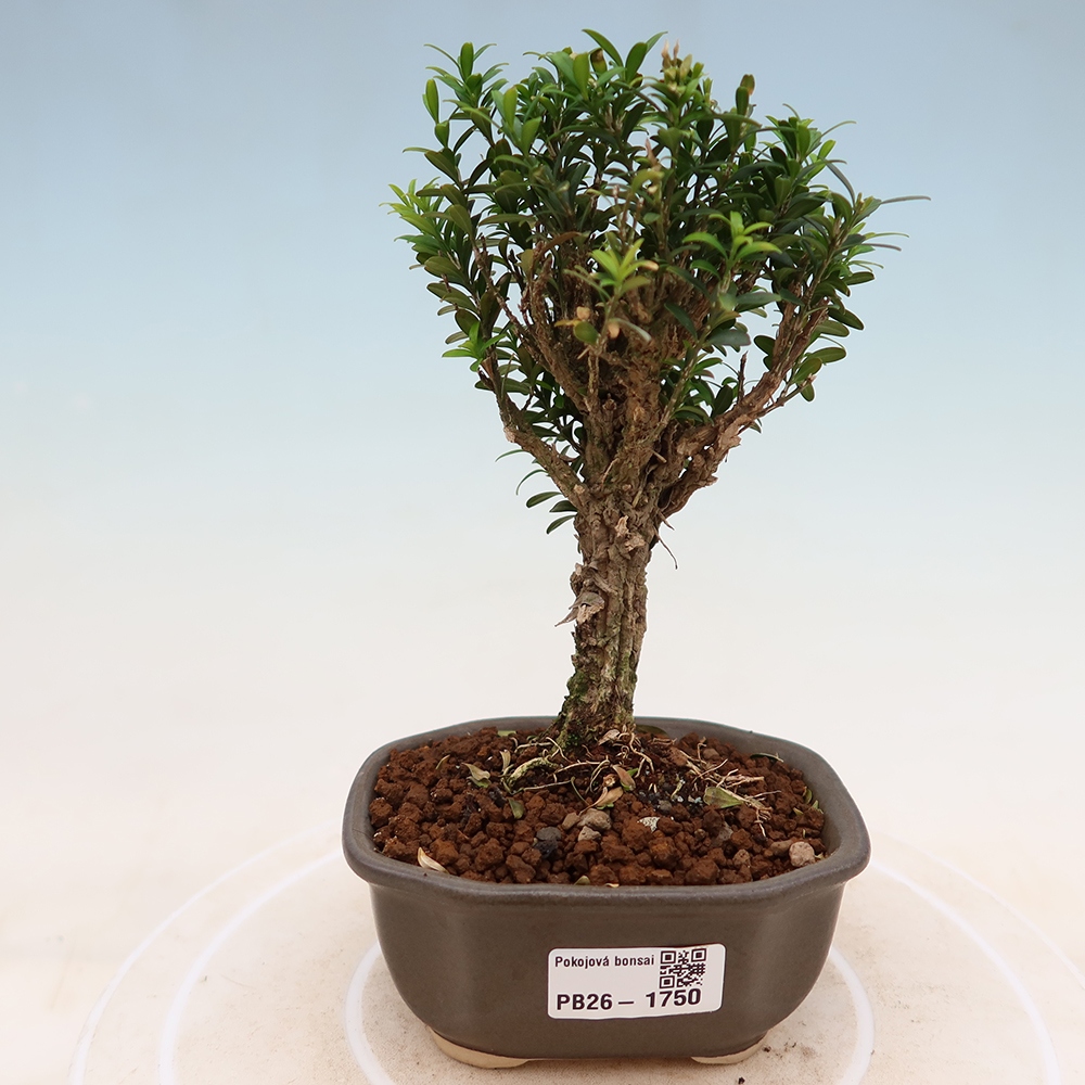 Pokojová bonsai - Buxus harlandii -korkový buxus
