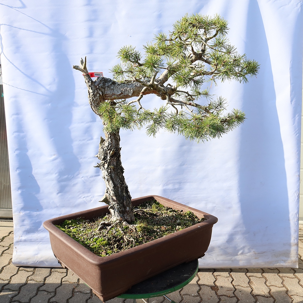 Pinus sylvestris Španělsko - borovice lesní