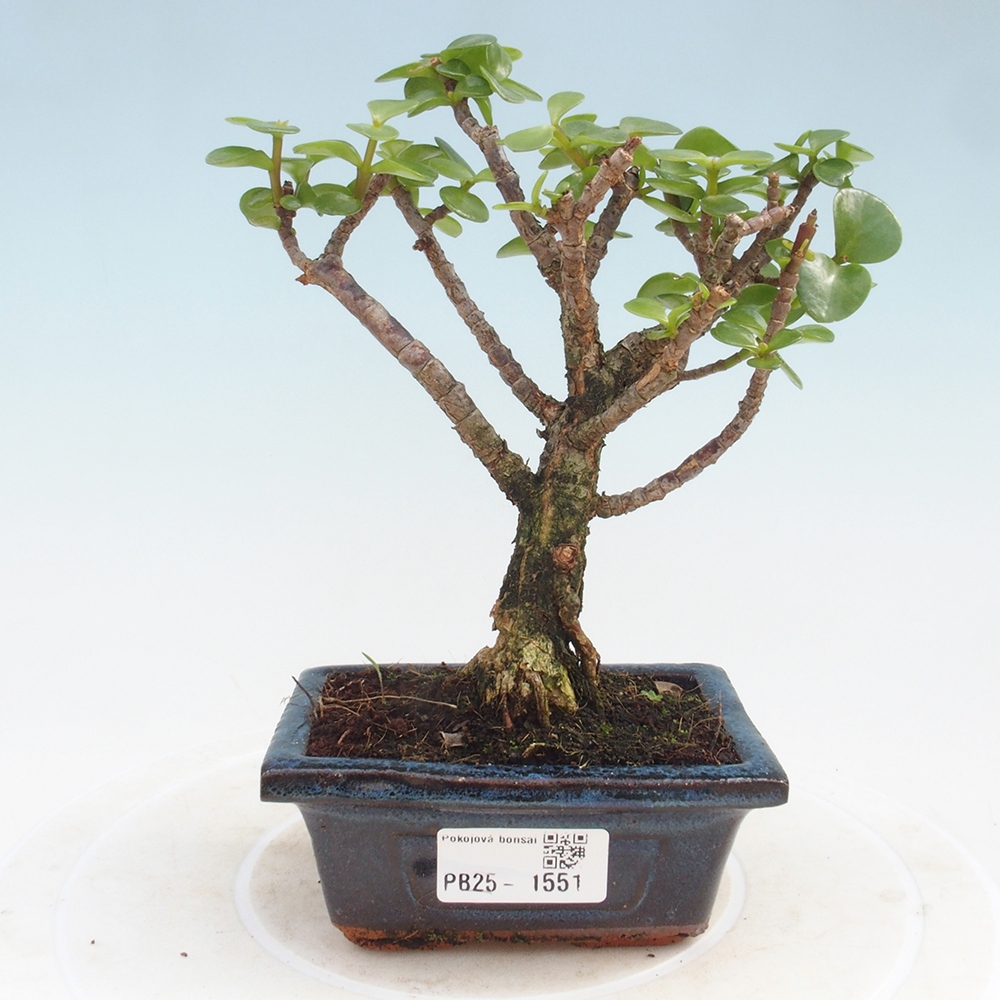 Pokojová bonsai - Portulakaria Afra - Tlustice