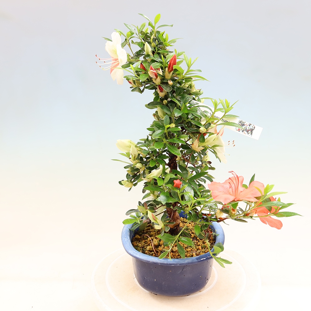 Venkovní bonsai - Japonská azalka - Azalea Asahi-no-izumi