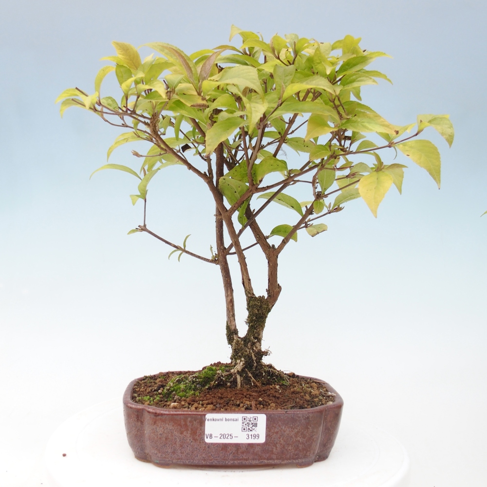 Venkovní bonsai - krásnoplodka - Callicarpa japonica