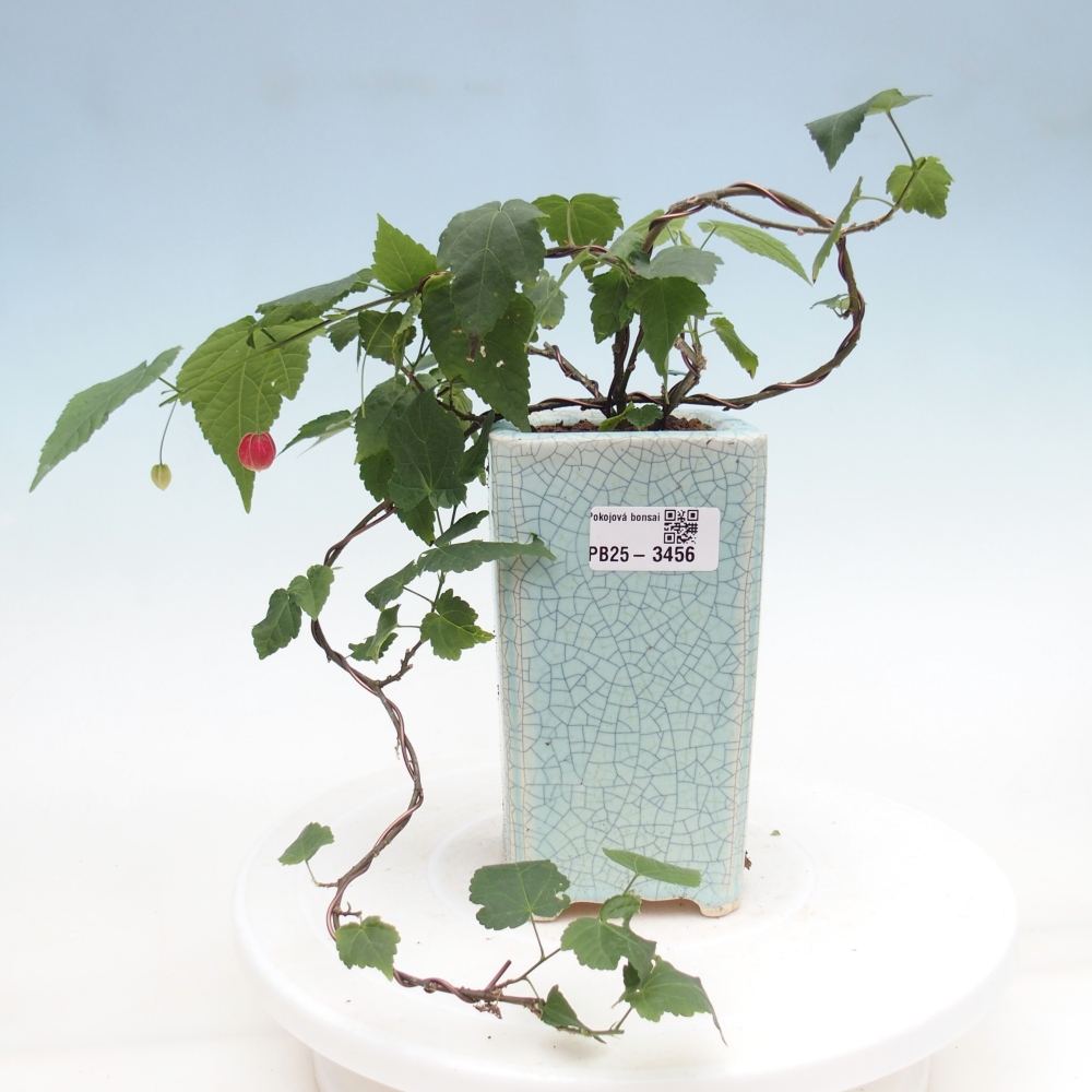Pokojová bonsai - Abutilon Big Bell - Mračňák poříční