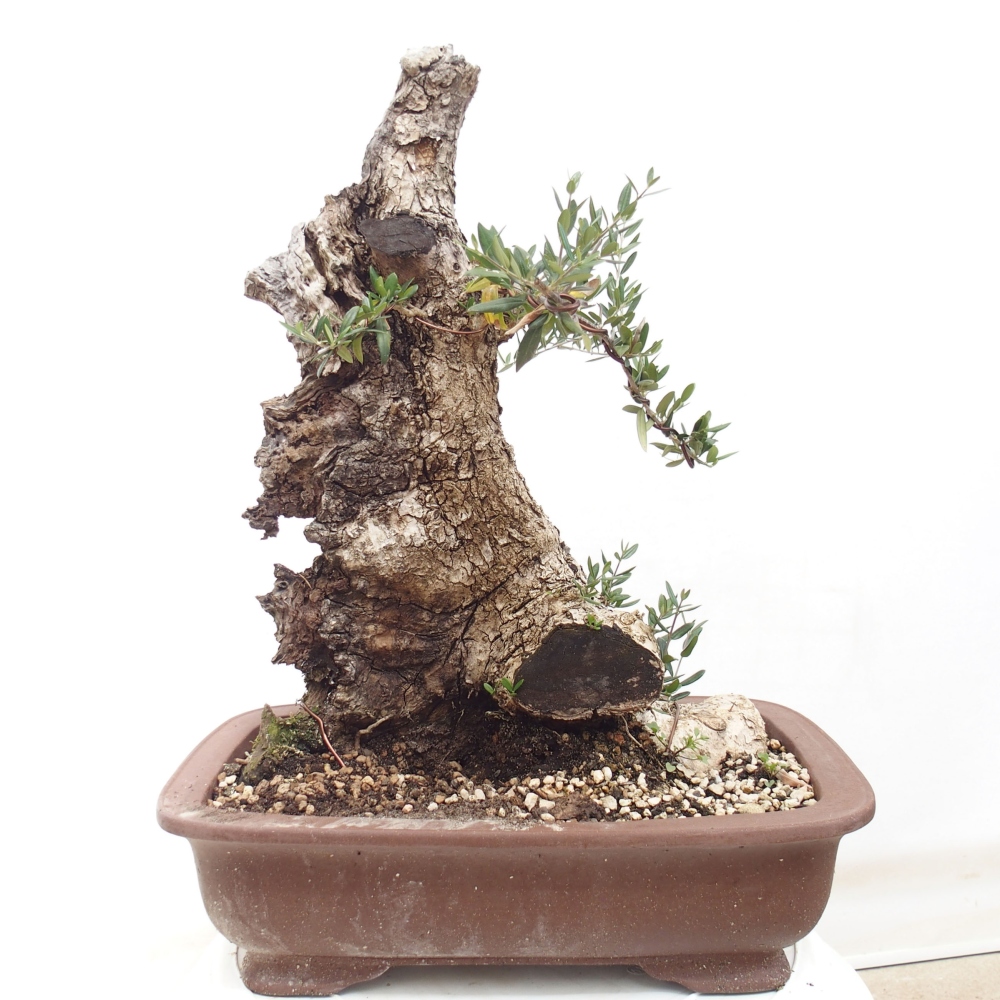 Pokojová bonsai - Olea europaea sylvestris -Oliva evropská drobnolistá