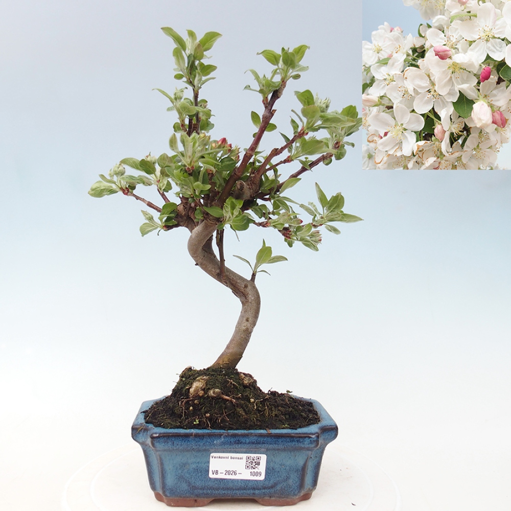 Venkovní bonsai -Malus halliana - Maloplodá jabloň
