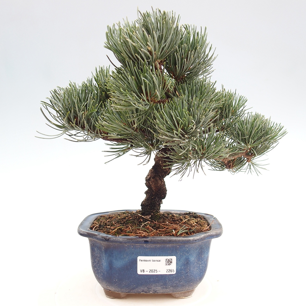 Venkovní bonsai - Pinus parviflora - Borovice drobnokvětá