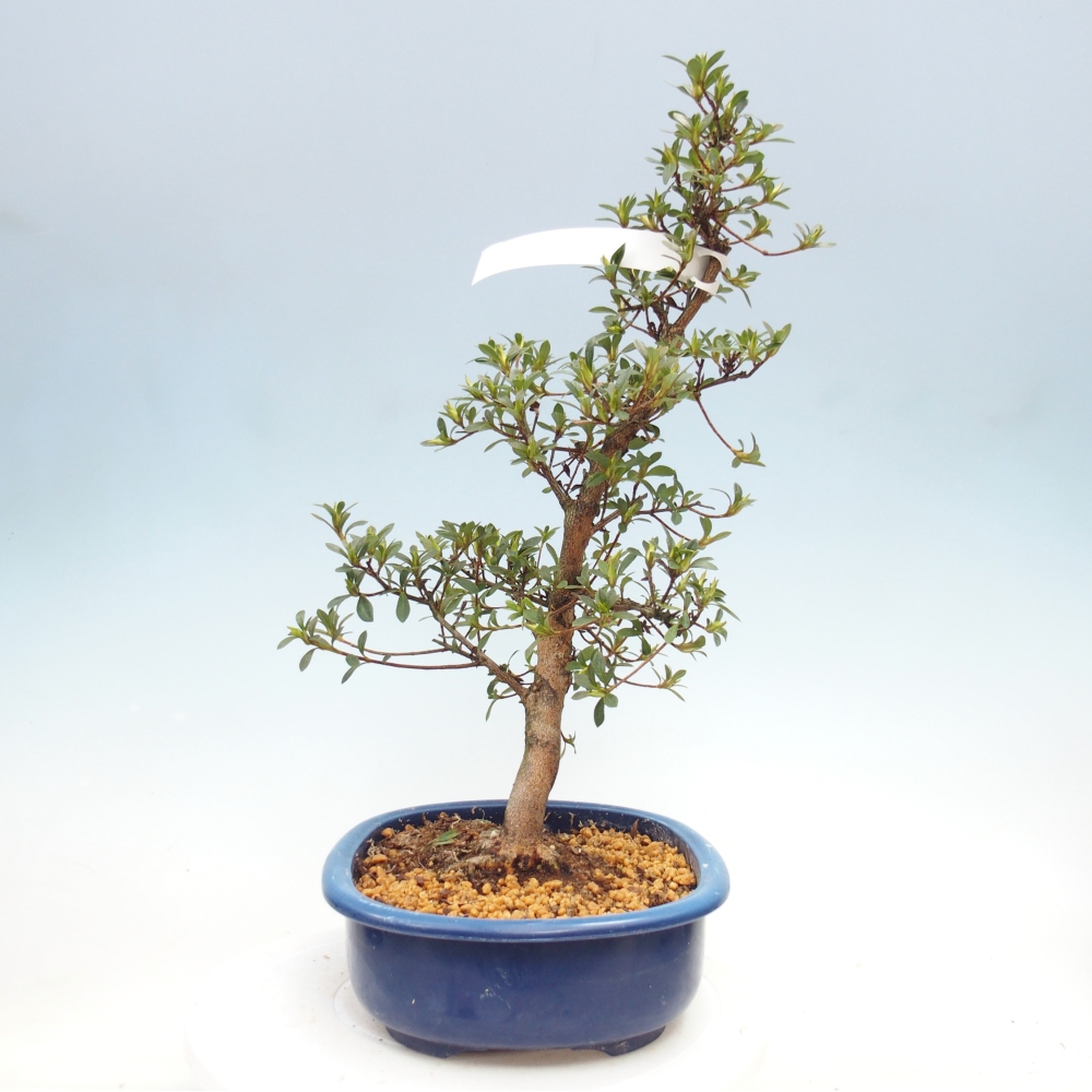 Venkovní bonsai - Japonská azalka - Azalea MURASAKI