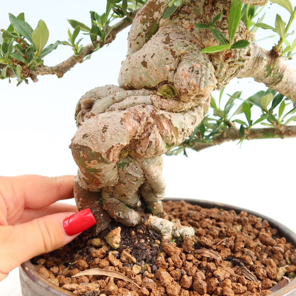 Pokojová bonsai - Gardenia jasminoides-Gardenie