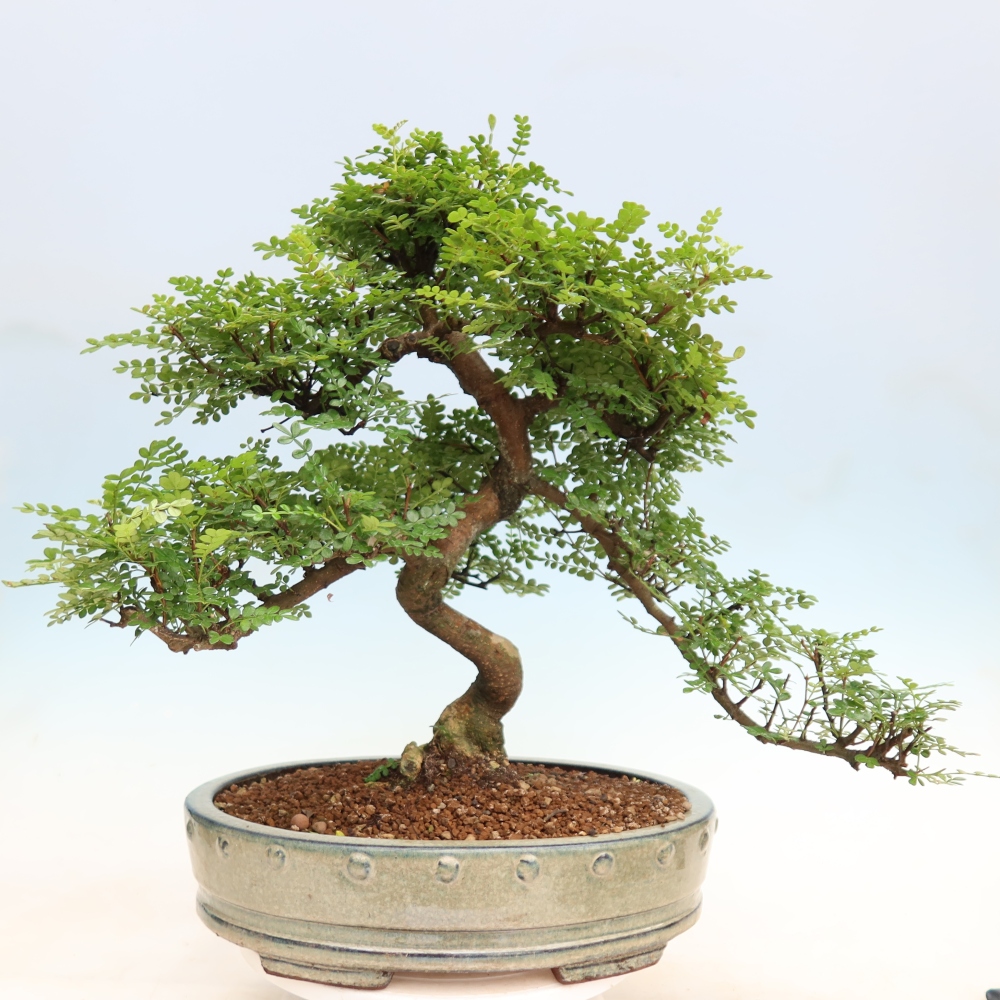 Pokojová bonsai - Zantoxylum piperitum - pepřovník