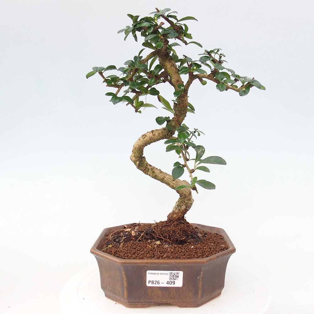 Pokojová bonsai - Carmona macrophylla - Čaj fuki