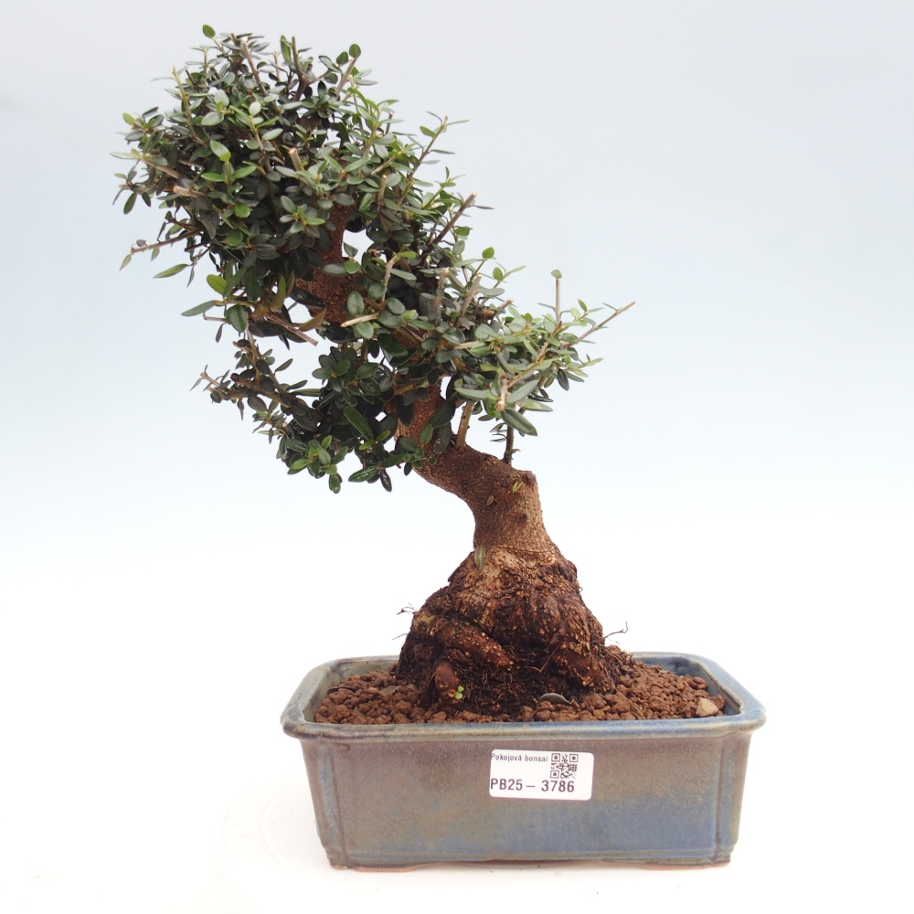 Pokojová bonsai - Olea europaea sylvestris -Oliva evropská drobnolistá