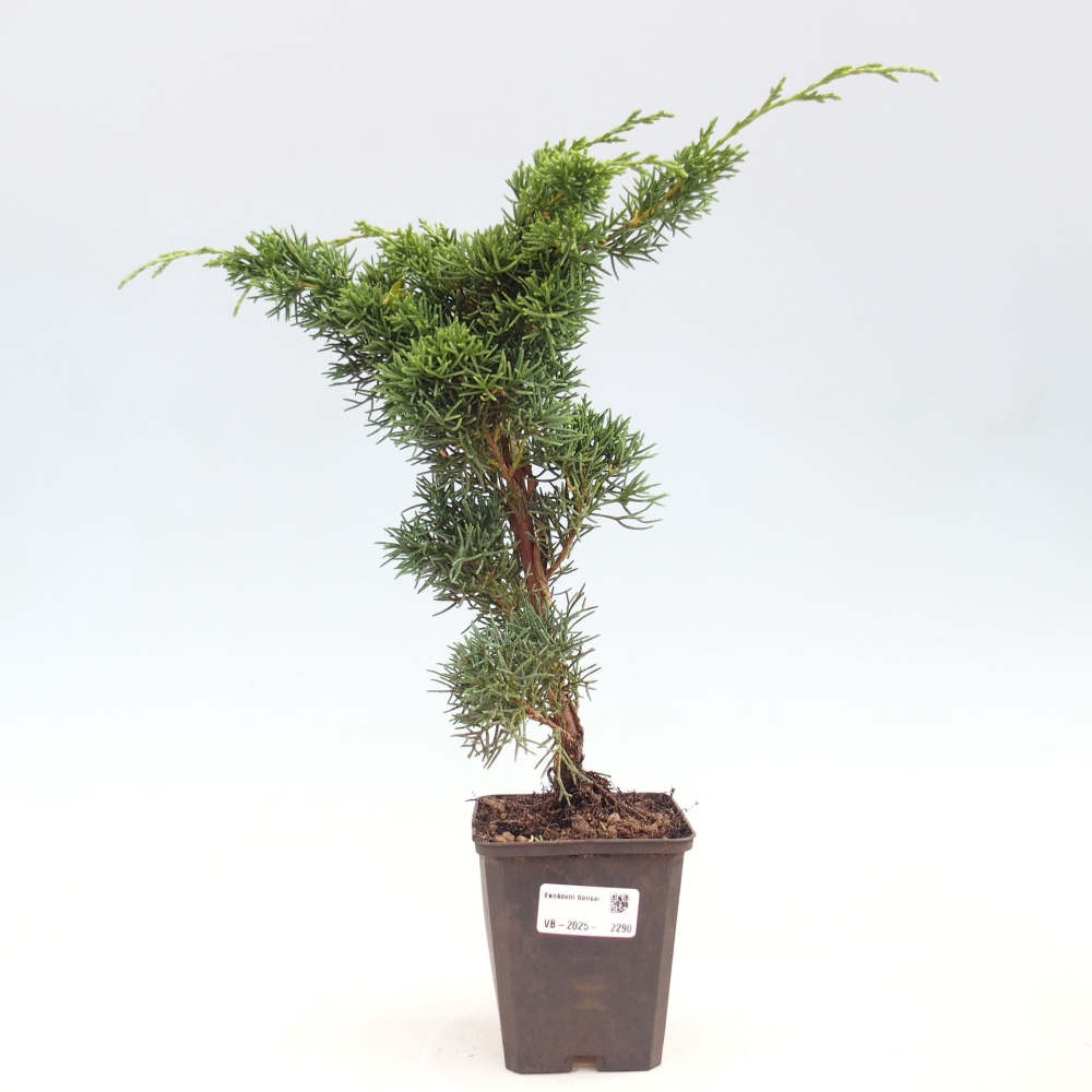 Venkovní bonsai - Juniperus chinensis Kishu -Jalovec čínský