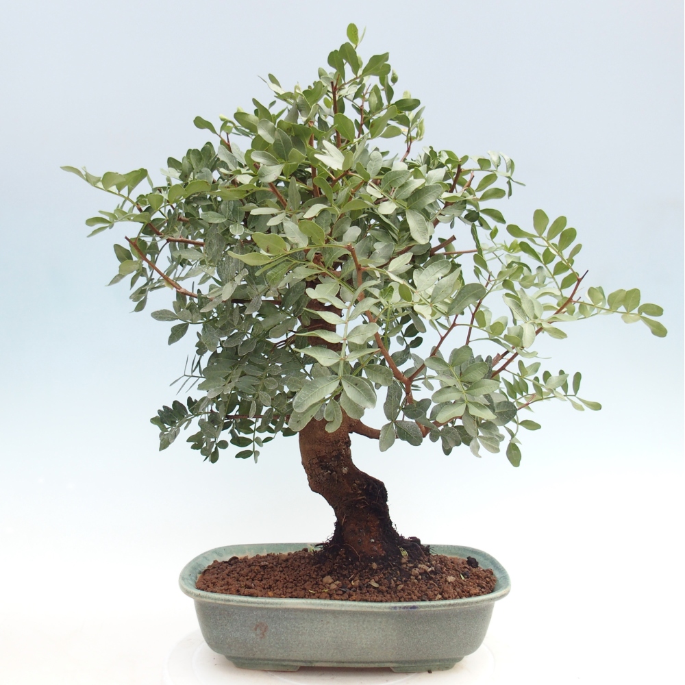 Pokojová bonsai -  Pistácie