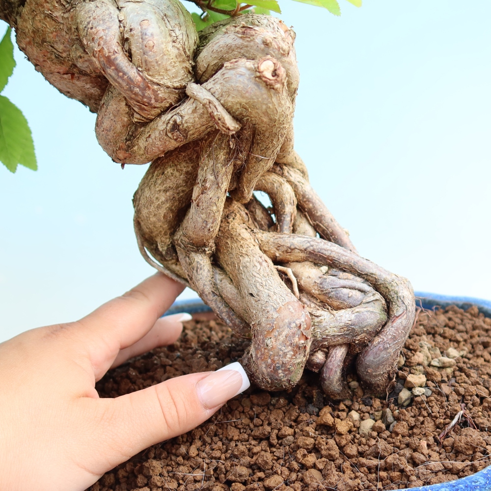 Venkovní bonsai -Carpinus Coreana - Habr korejský