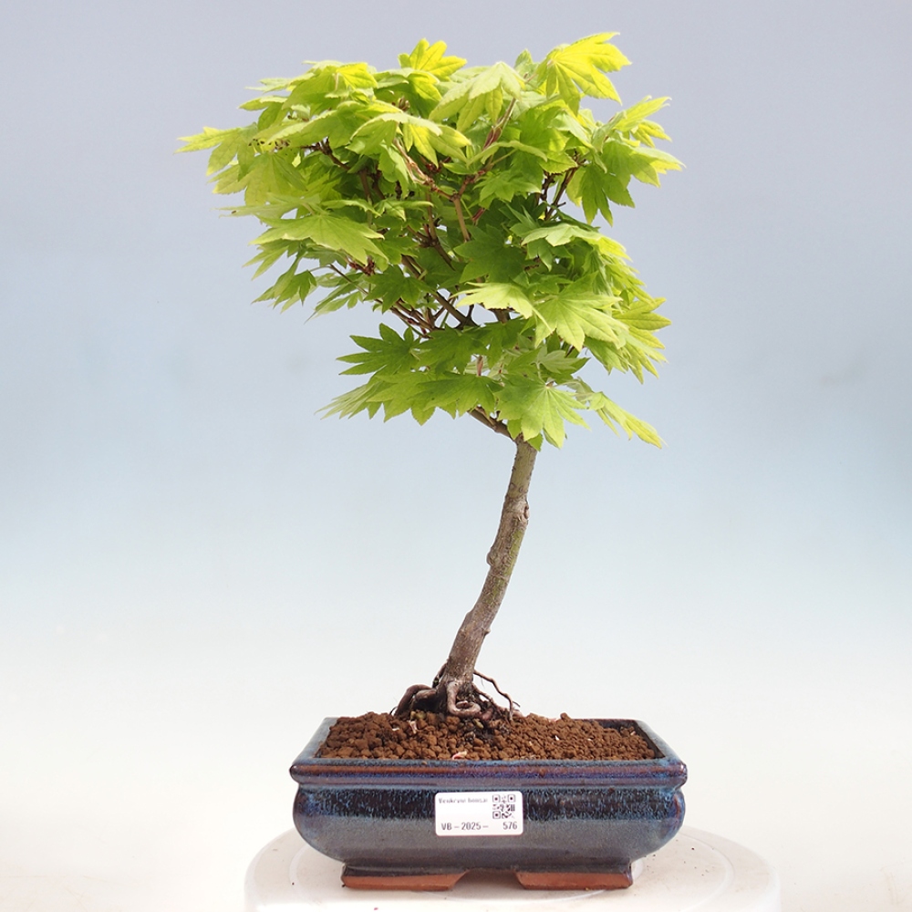 Venkovní bonsai - Javor palmatum katsura GISAN - Javor dlanitolistý