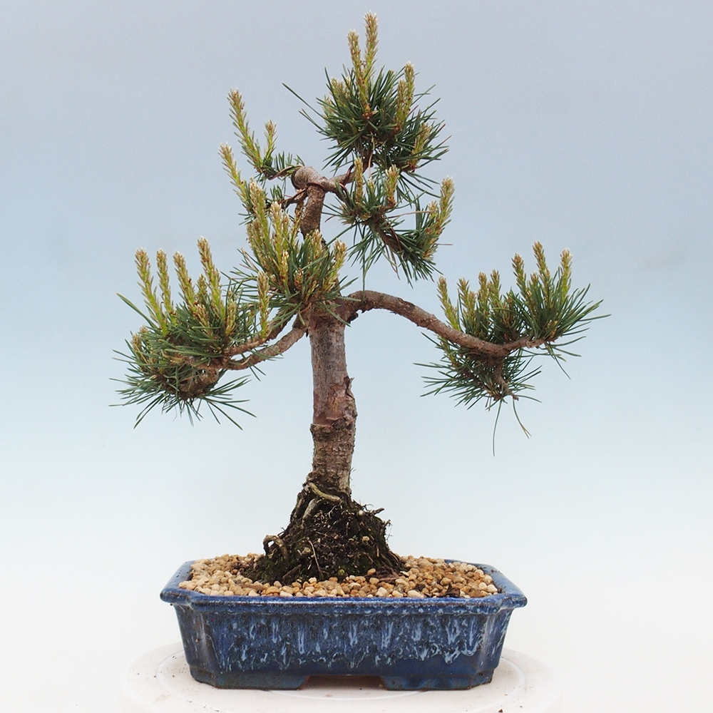 Venkovní bonsai - Pinus Sylvestris Watererri - Borovice lesní