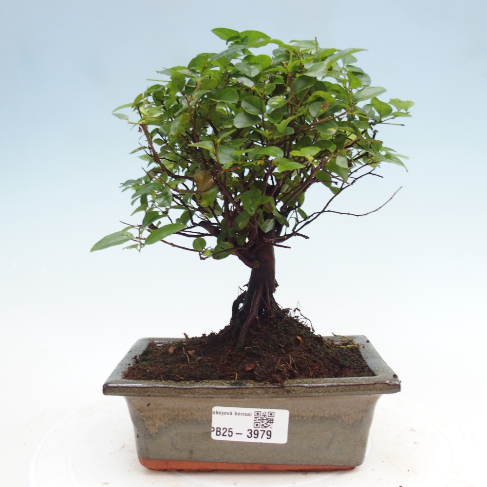 Pokojová bonsai - Sagerécie thea - Sagerécie thea