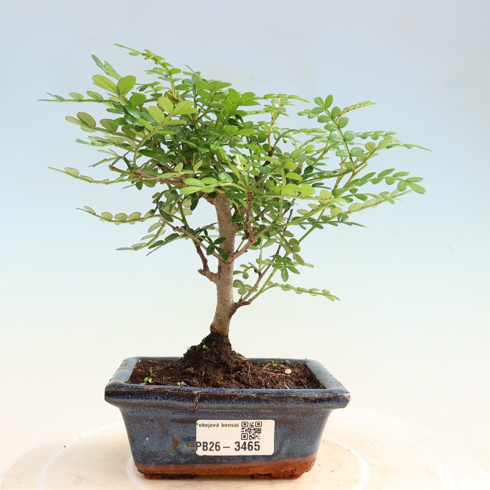Pokojová bonsai - Zantoxylum piperitum - pepřovník
