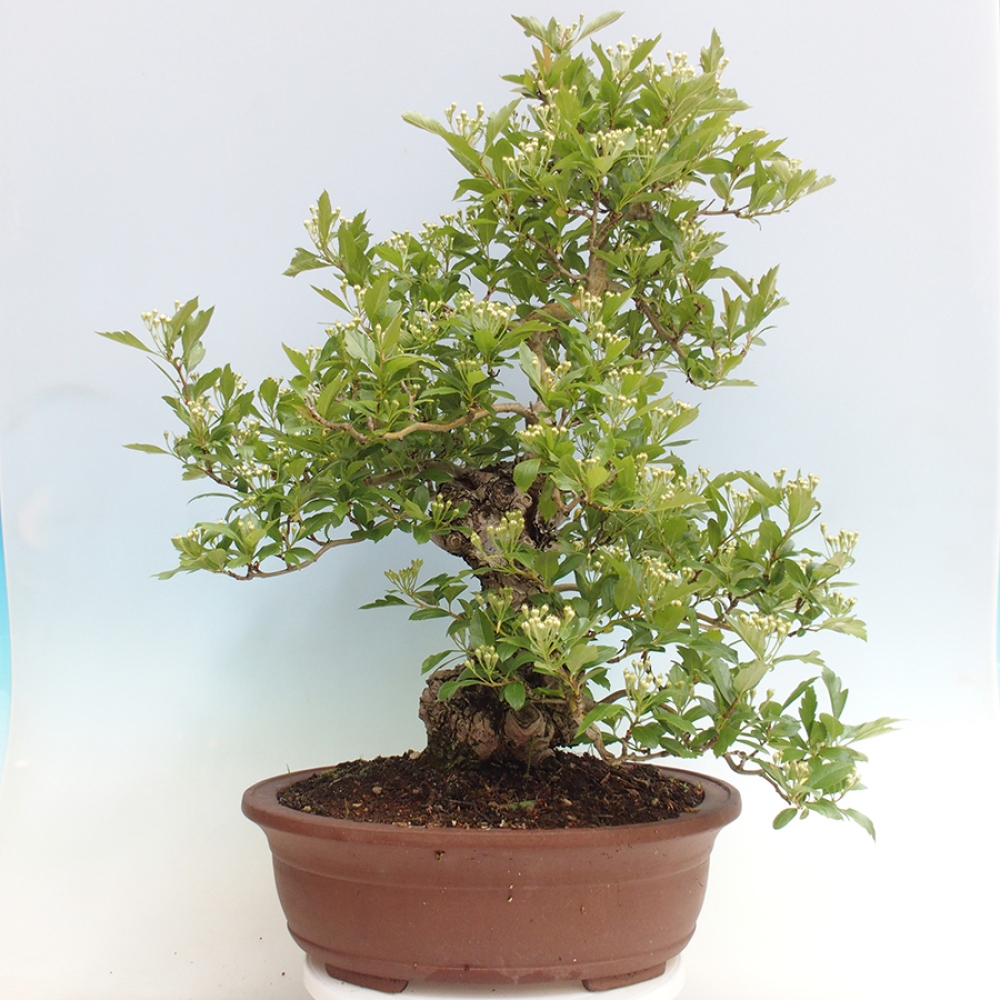 Venkovní bonsai - Hloh klínovitý - Crataegus cuneata