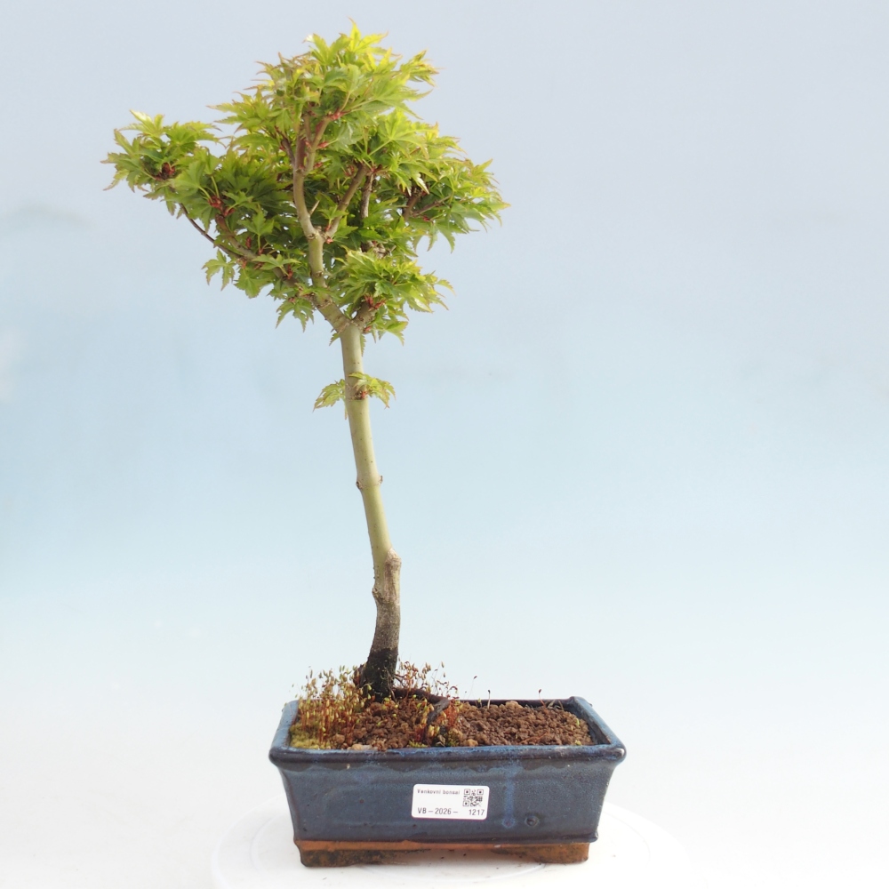 Venkovní bonsai -Javor dlanitolistý Acer palmatum Shishigashira