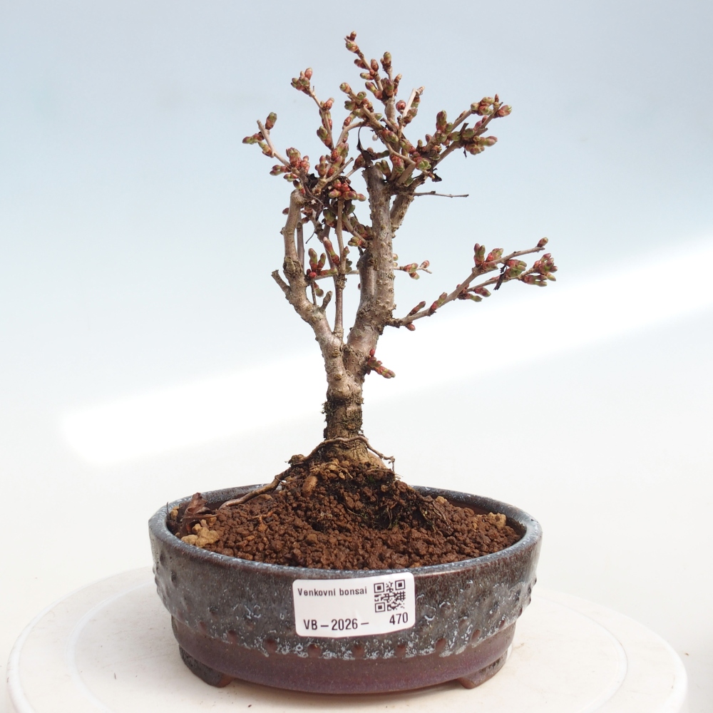 Venkovní bonsai - Prunus incisa Kojou-no mai-Slivoň vyříznutá
