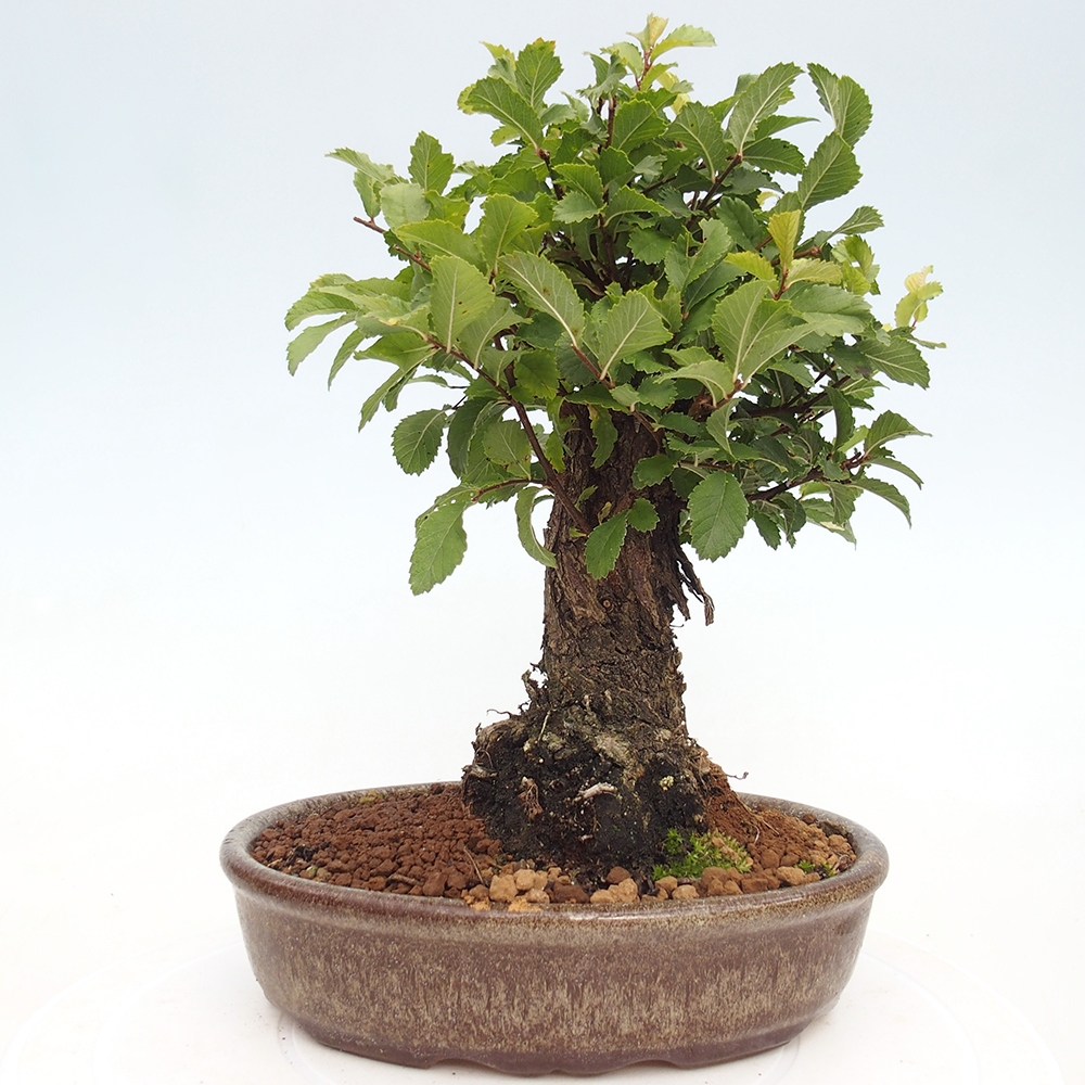 Venkovní bonsai - Zelkova - Zelkova NIRE