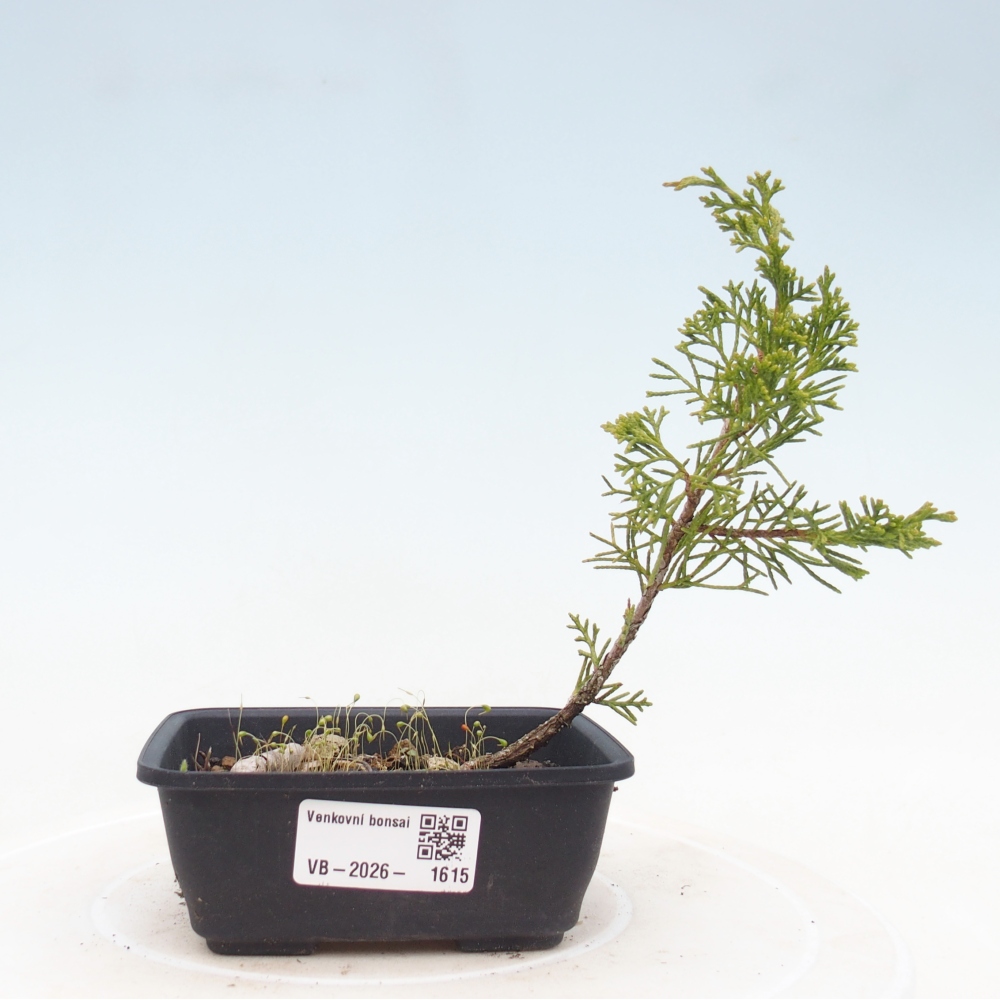 Venkovní bonsai - Juniperus chinensis Itoigawa -Jalovec čínský