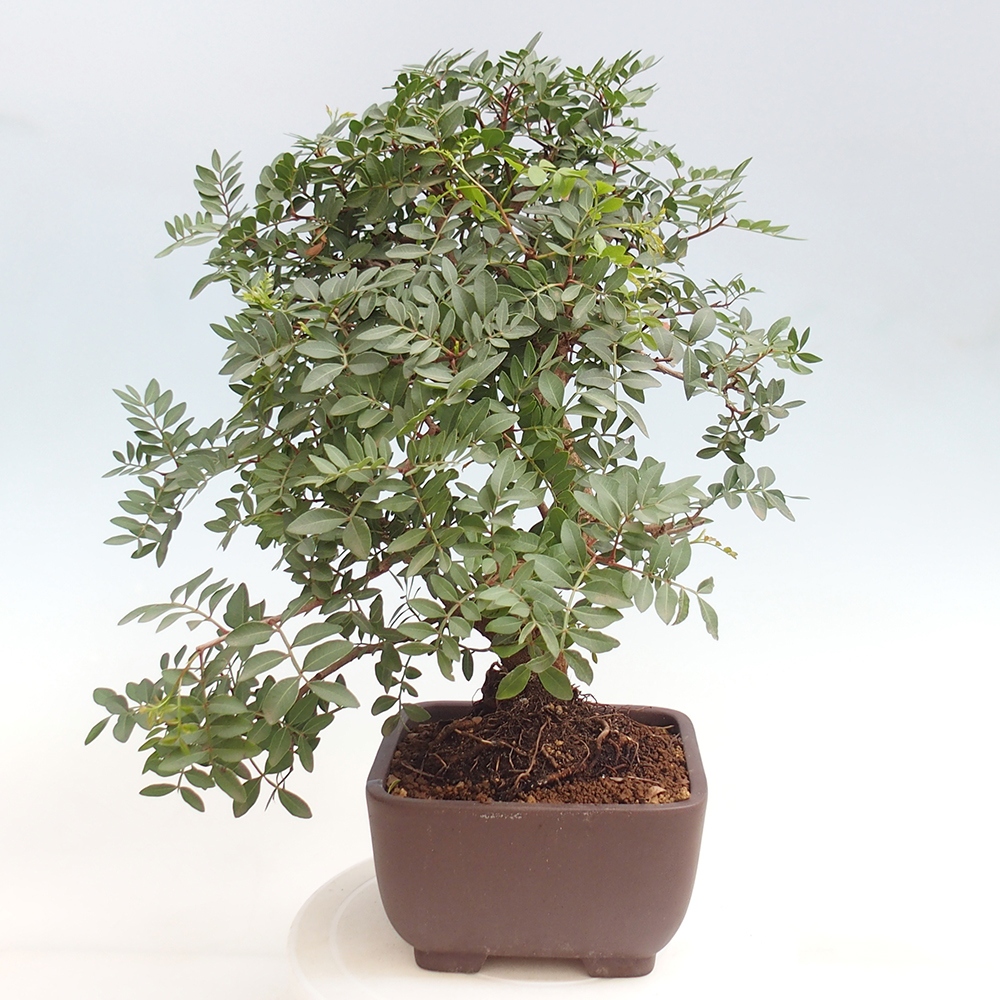 Pokojová bonsai -  Pistácie