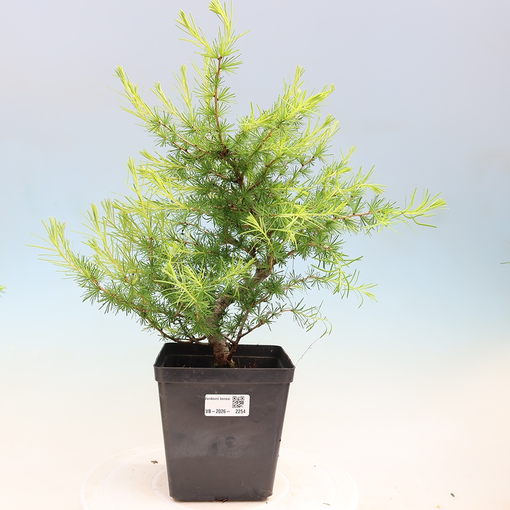 Venkovní bonsai -Larix decidua - Modřín opadavý 