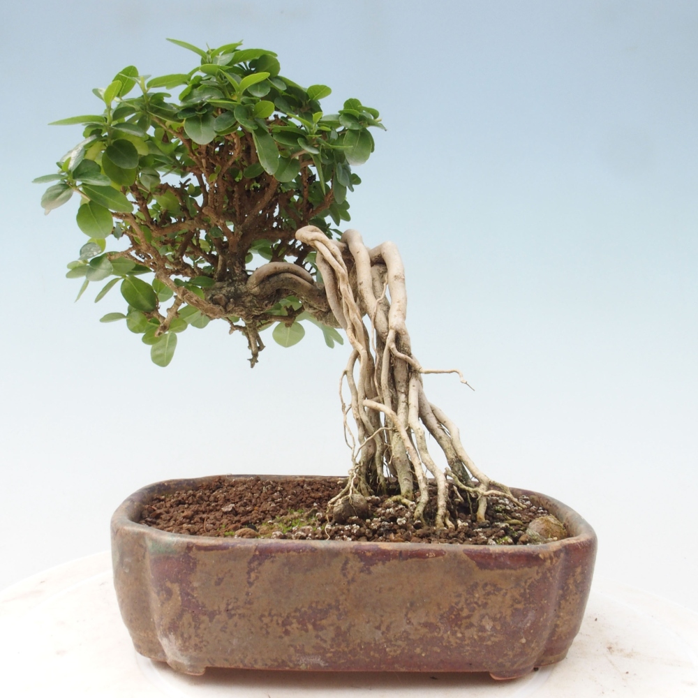 Pokojová bonsai - Premna serratifolia  - Kozlovoň malolistá