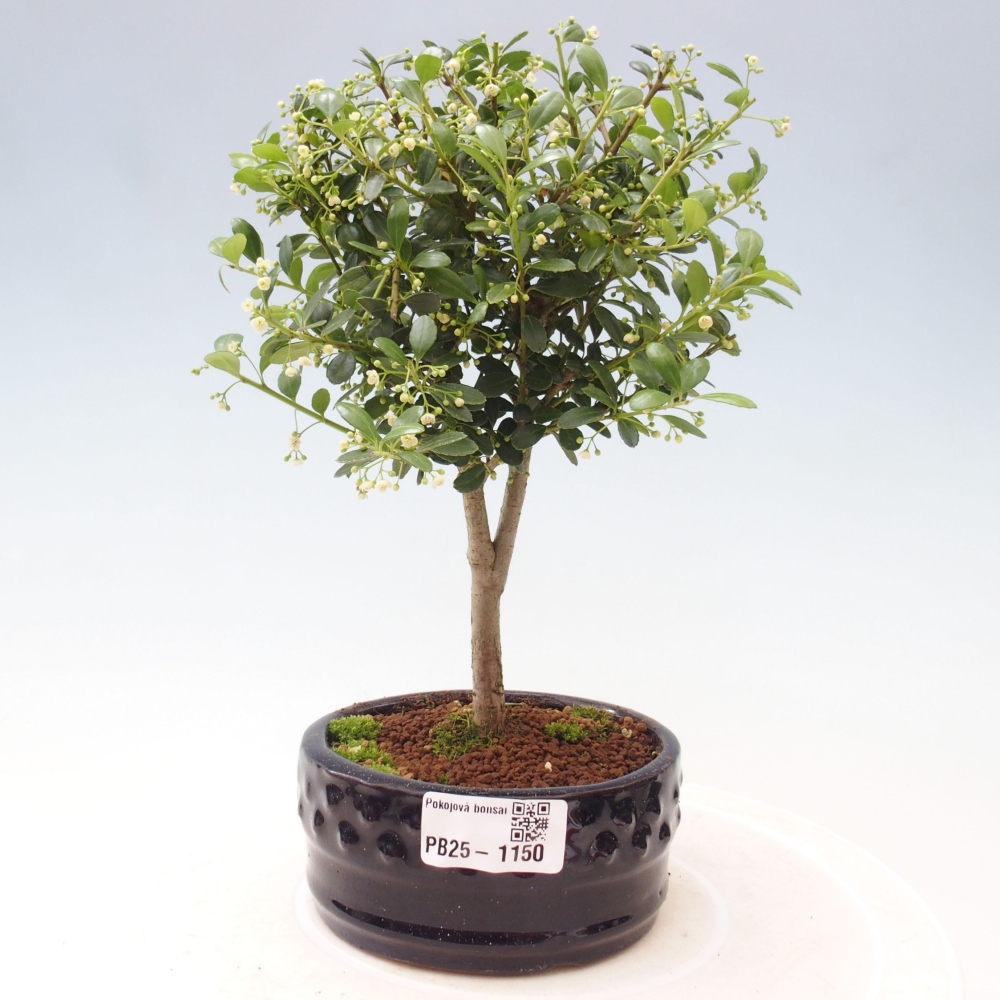 Pokojová bonsai - Ilex crenata - Cesmína