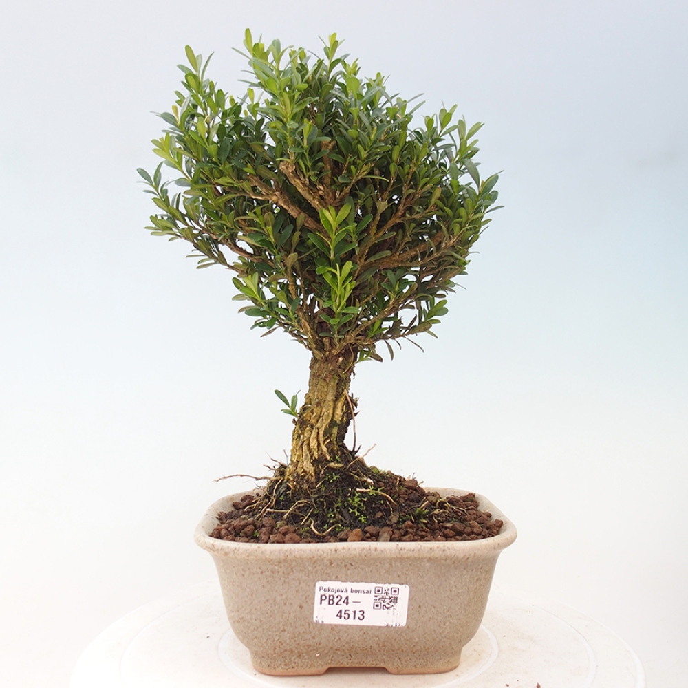 Pokojová bonsai - Buxus harlandii - korkový buxus
