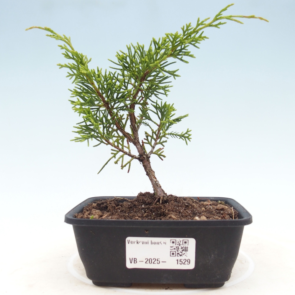 Venkovní bonsai - Juniperus chinensis Itoigawa -Jalovec čínský