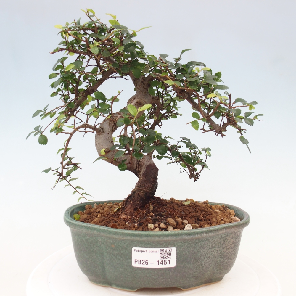Pokojová bonsai - Ulmus parvifolia - Malolistý jilm