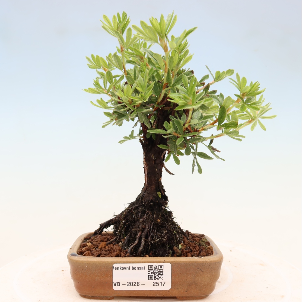 Venkovní bonsai-Mochna křovitá - potentila fruticosa 