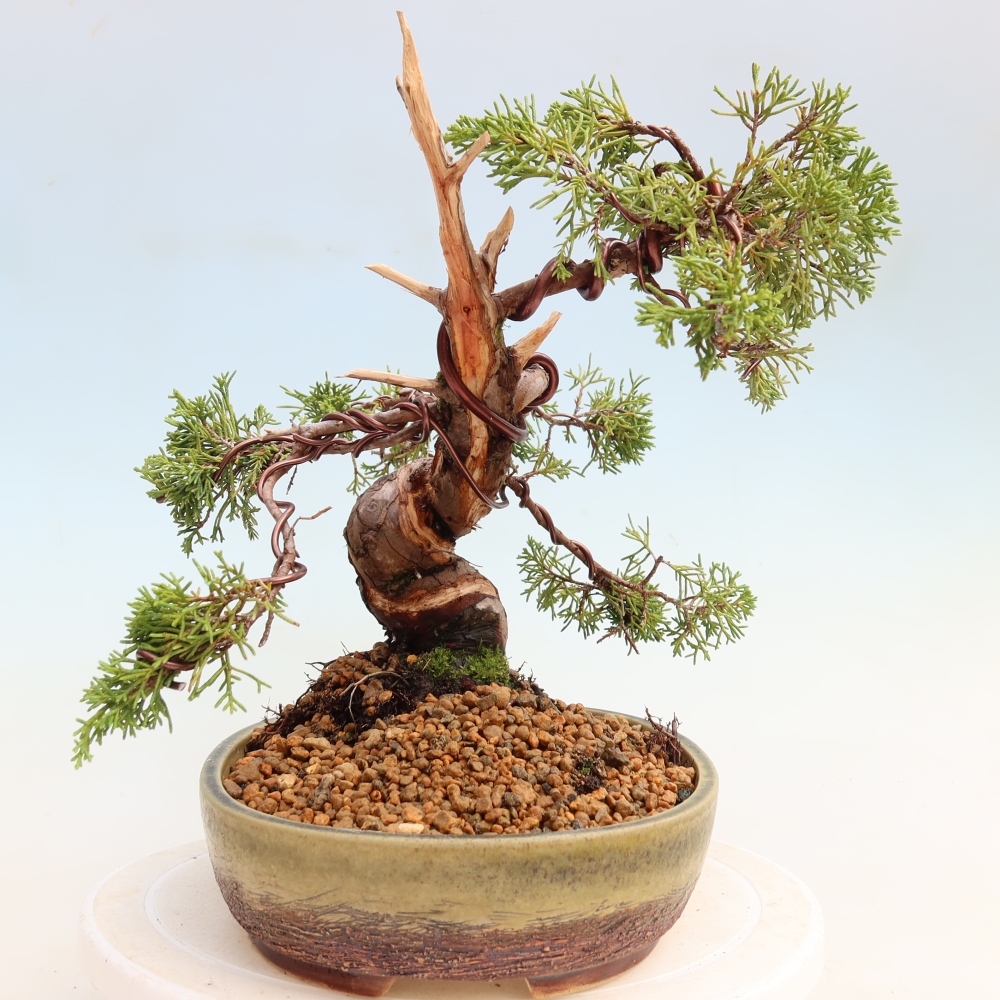Venkovní bonsai - Juniperus chinensis Itoigawa-Jalovec čínský